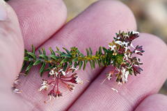 Agathosma trichocarpa