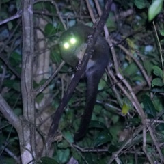 Hemibelideus lemuroides