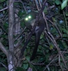 Hemibelideus lemuroides