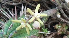 Cynanchum viminale viminale