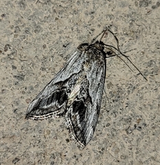 Evergestis simulatilis