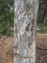 Eucalyptus pulchella