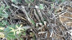 Cynanchum viminale viminale