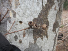 Eucalyptus pulchella