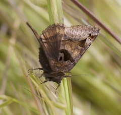 Euclidia ardita