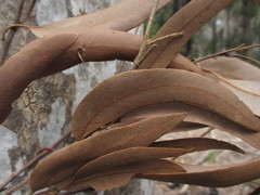 Eucalyptus pulchella
