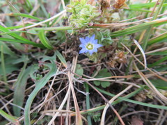 Gentiana squarrosa