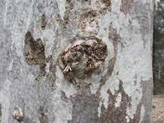 Eucalyptus pulchella