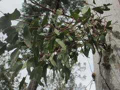 Eucalyptus pulchella
