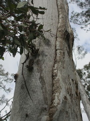 Eucalyptus pulchella