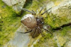 Emertonella taczanowskii