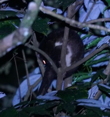 Pseudochirulus herbertensis