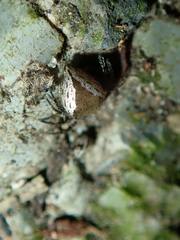 Emertonella taczanowskii