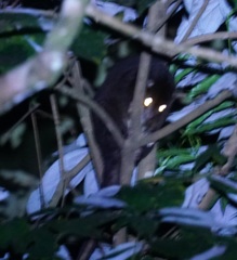 Pseudochirulus herbertensis