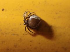 Emertonella taczanowskii