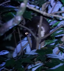 Pseudochirulus herbertensis