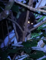 Pseudochirulus herbertensis