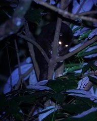 Pseudochirulus herbertensis