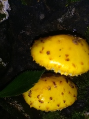 Pholiota aurivella