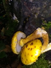 Pholiota aurivella