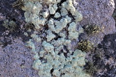 Protoparmeliopsis pinguis