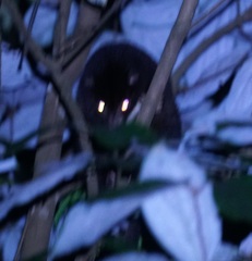 Pseudochirulus herbertensis