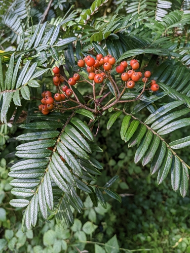 Sorbus scalaris