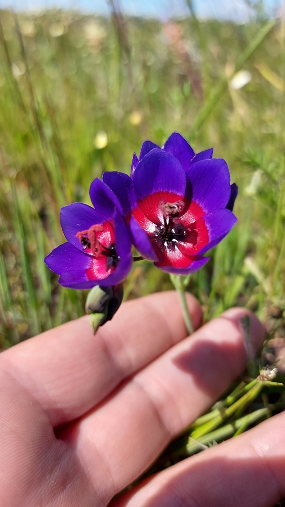 Geissorhiza mathewsii, West Coast, ZA-WC, ZA