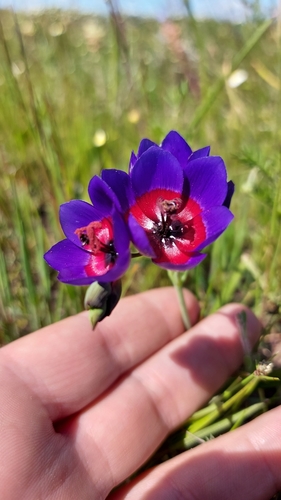 Image of Geissorhiza mathewsii by (c) Jacques van der Merwe, some rights reserved (CC BY-SA)