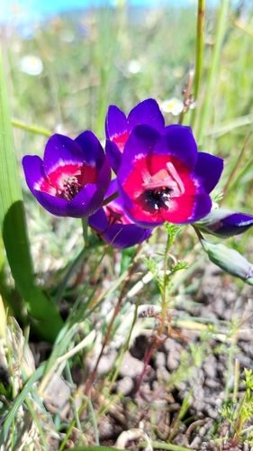 Geissorhiza mathewsii