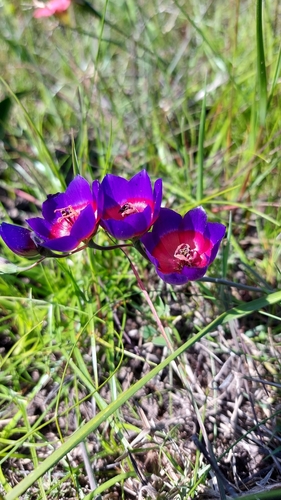Image of Geissorhiza mathewsii by (c) Jacques van der Merwe, some rights reserved (CC BY-SA)