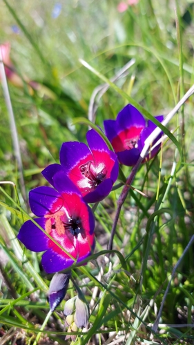 Geissorhiza mathewsii