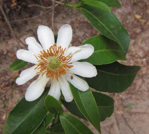 Xylotheca kraussiana Hochst.