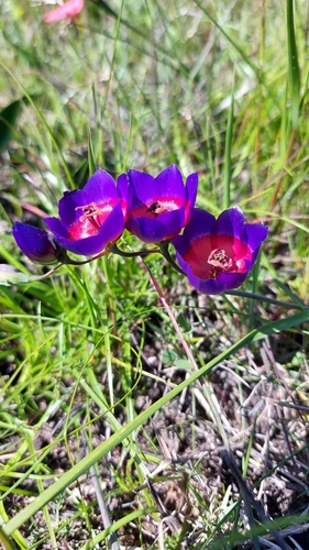 Image of Geissorhiza mathewsii by (c) Jacques van der Merwe, some rights reserved (CC BY-SA)