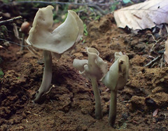Helvella atra