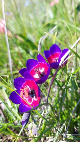 Image of Geissorhiza mathewsii by (c) Jacques van der Merwe, some rights reserved (CC BY-SA)