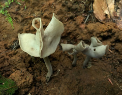 Helvella atra