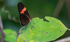 Heliconius erato hydara
