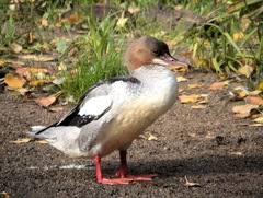 Mergus merganser