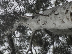 Eucalyptus pulchella