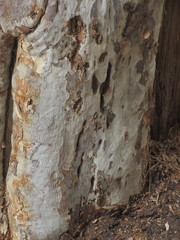 Eucalyptus pulchella