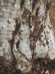 Eucalyptus pulchella