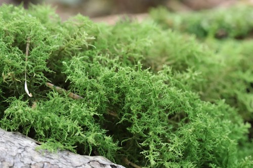 Bryonoguchia molkenboeri observed 2021-09-02