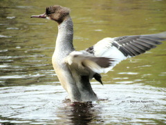 Mergus merganser