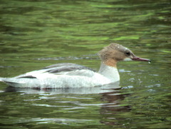 Mergus merganser