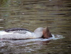 Mergus merganser