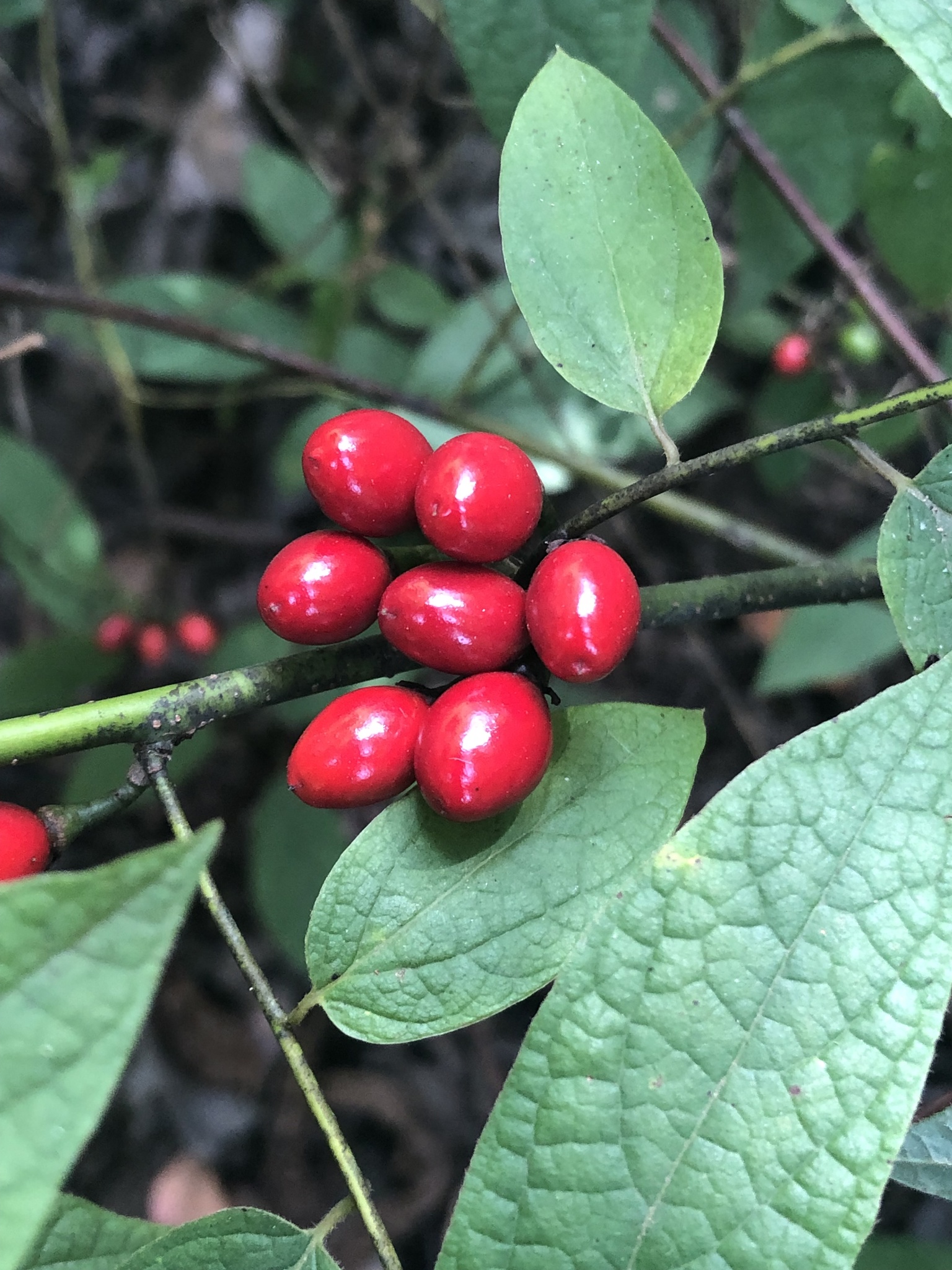 Lindera melissifolia