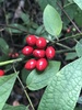 Southern Spicebush - Photo (c) Ben Benton, some rights reserved (CC BY-NC), uploaded by Ben Benton