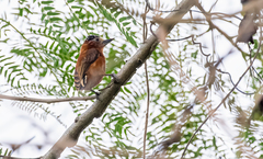Picumnus cinnamomeus