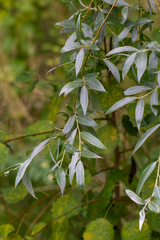 Salix alba micans